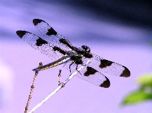 DRAGONFLY.JPG