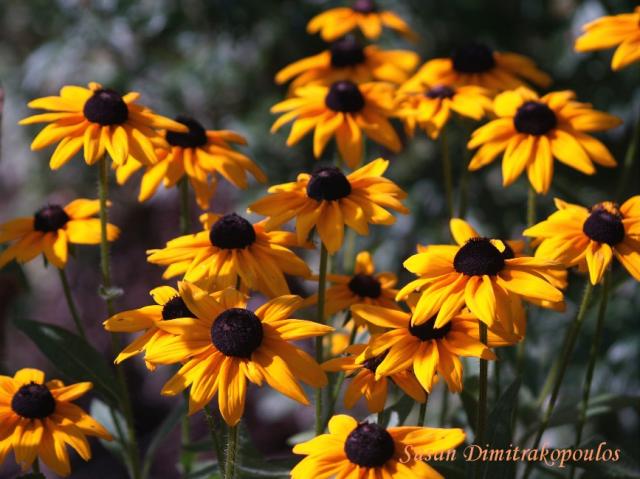 ETSY_BLACK_EYED_SUSANS.JPG