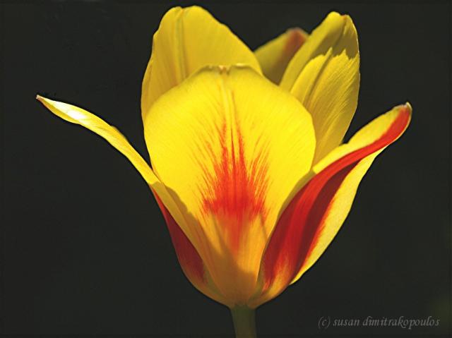 ETSY_SMALL_THE_FINAL_OF__TULIP_-_SPLASH_056.JPG