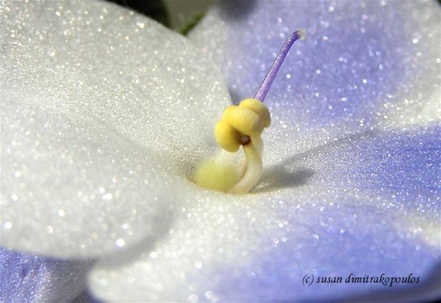 ETSY_VIOLET_MACRO_50092.JPG