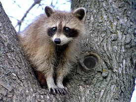 WEBSITE_2_RACCOON_LOOKOUT%21.JPG