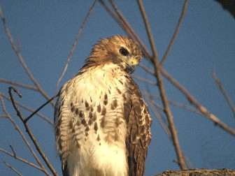 WEBSITE_RED_TAIL_HAWK_578.JPG