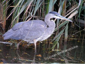 WEBSITE_THE_PATIENT_BLUE_HERON.JPG