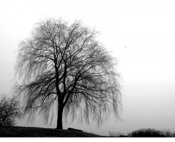 WILLOW_IN_FOG_BW_RAISED_75511.JPG