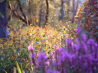 Website_Forest_Flowers.jpg